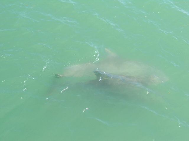 South Padre Island Dolphin Charter